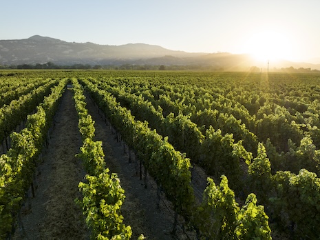 Aperture Cellars at Oliver Ranch. Photo by Rachid Dahnoun