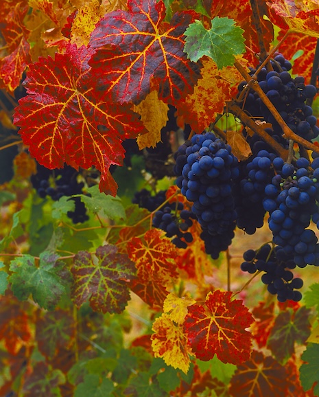 Malbec grape cluster. Photo by Andy Katz